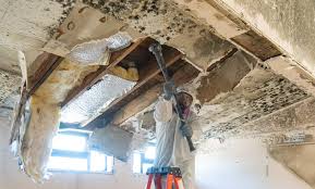 Best Mold Damage Restoration in Imperial, PA